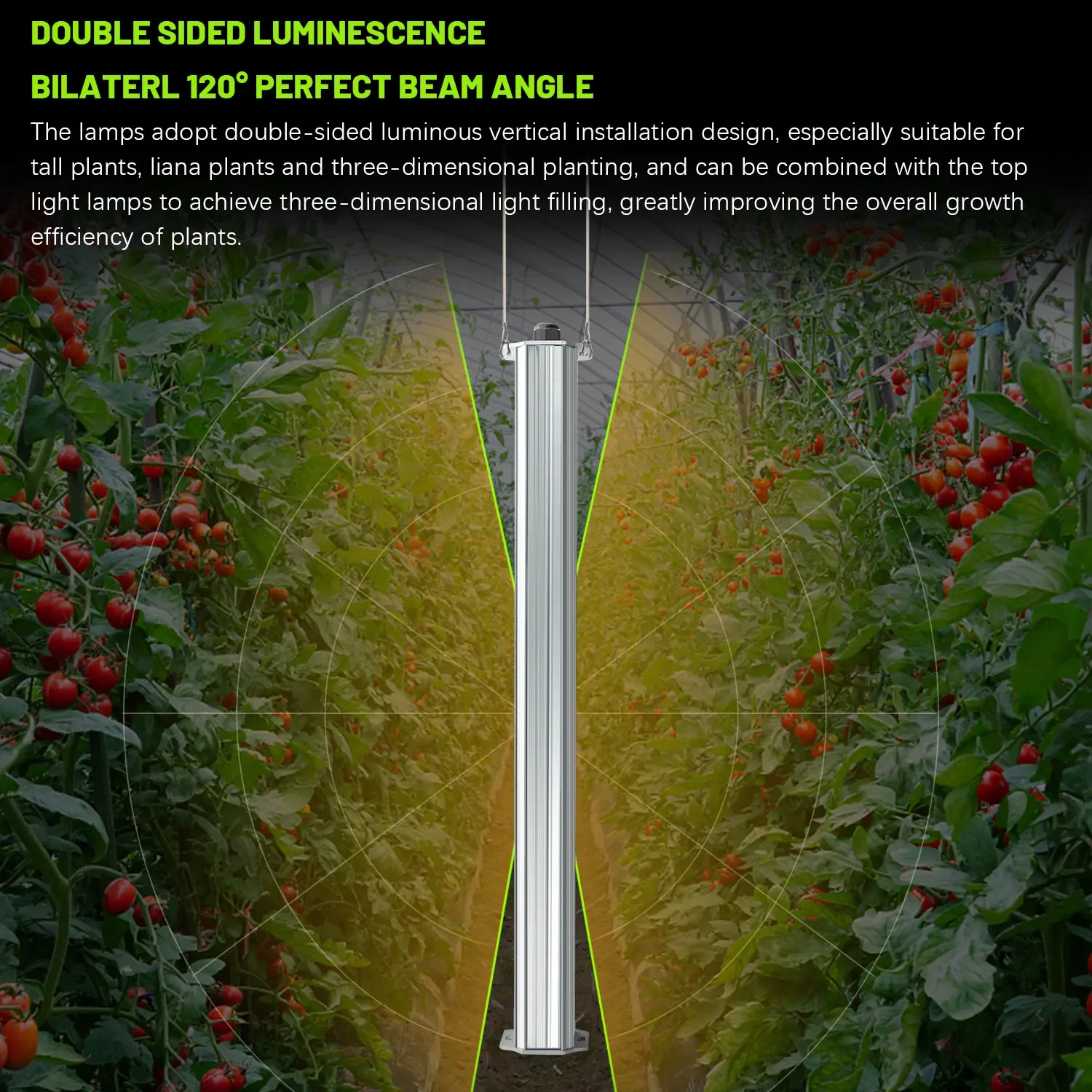 Agriculture Tomato Farming - Beste ETL-zertifizierte Pflanzenwand für Landwirtschaft und