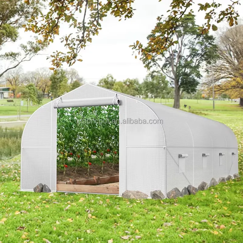 Landwirtschaftliches Folientun – Agriculture Tomato Farming Bewertung und Preis