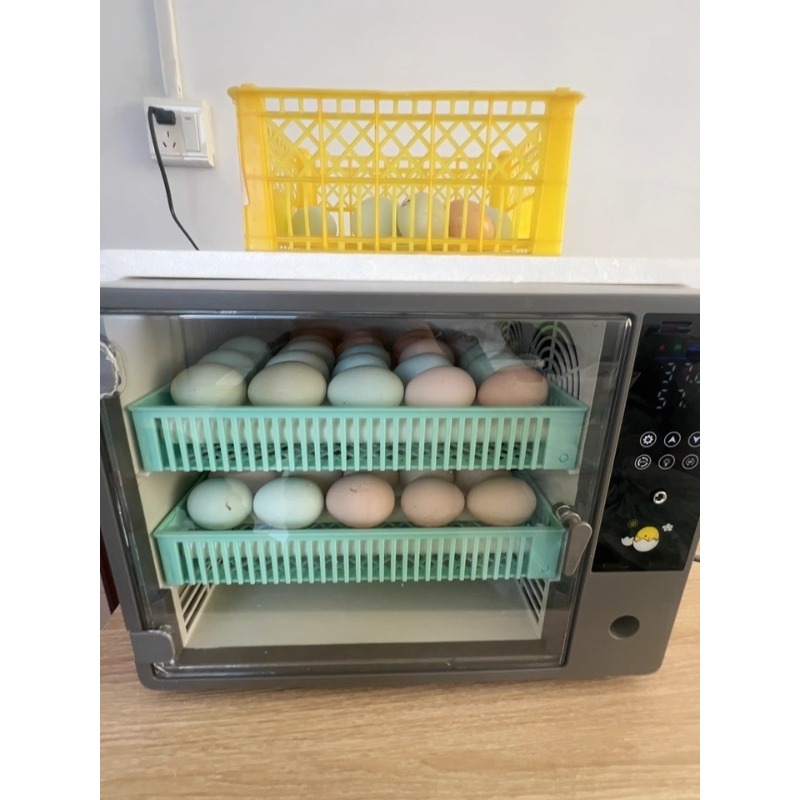 Direkt vom Hersteller 2026 Vol – Poultry Incubator Bewertung und Preis