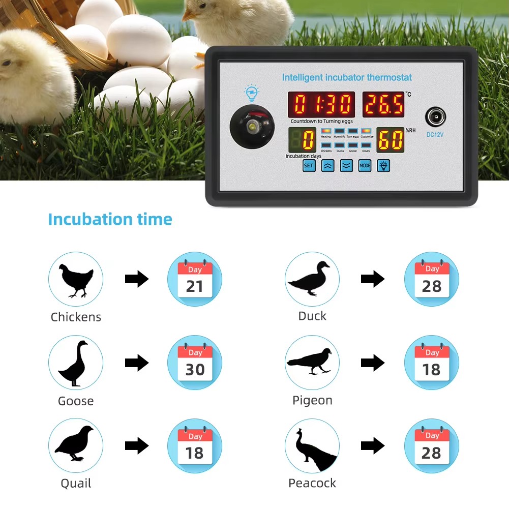 ZFX-W9002 12V/220V Eierinkubat – Poultry Incubator Bewertung und Preis