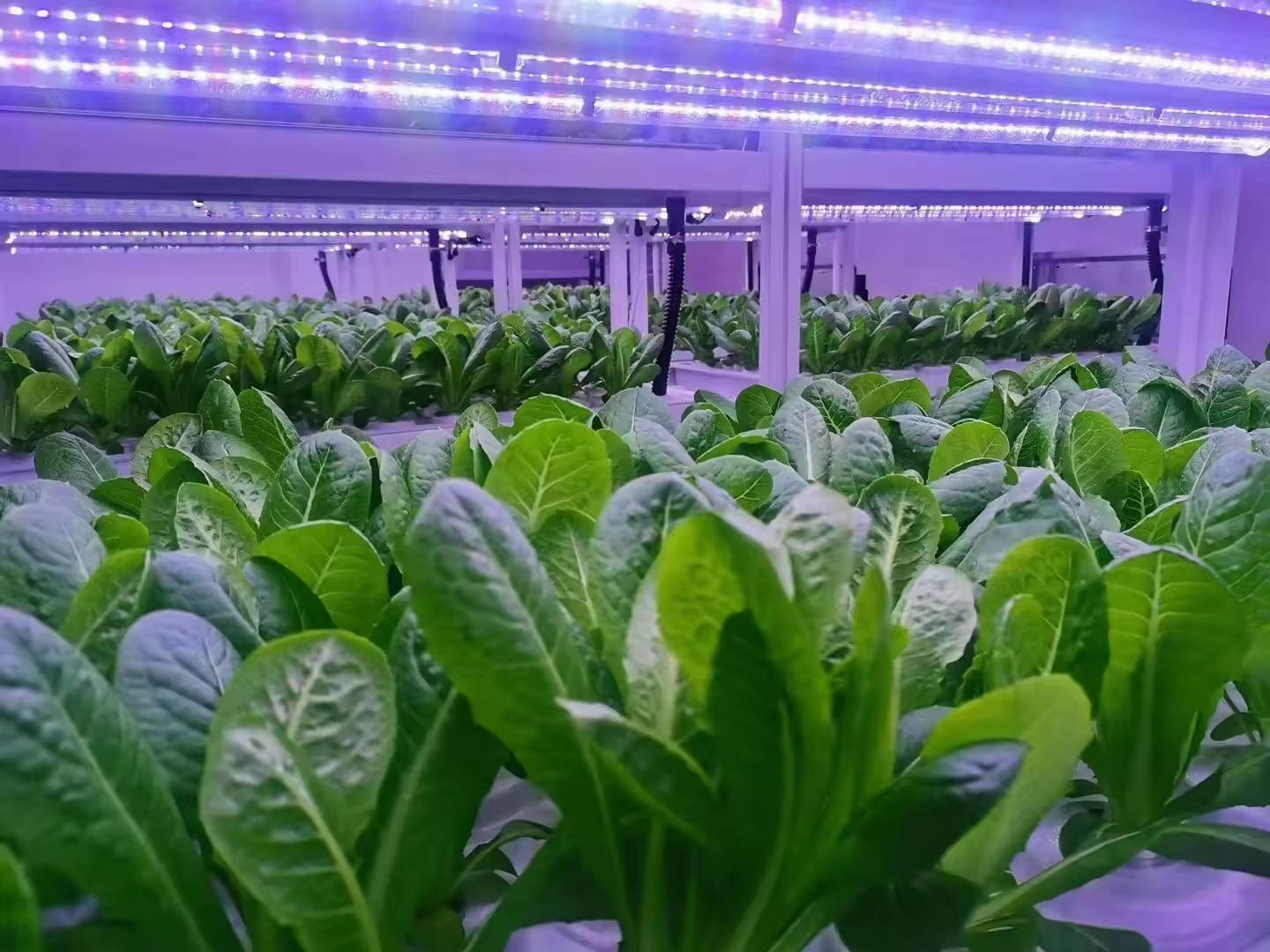 f Gewächshaus, landwirtschaftl – Agriculture Farming Vegetables Bewertung und Preis