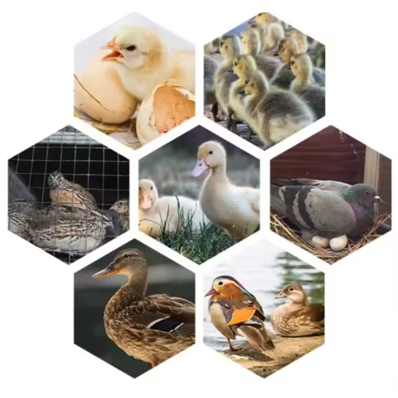Geflügel-Eierinkubator-Maschin – Poultry Incubator Bewertung und Preis